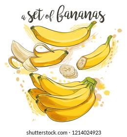 Ripe cluster banana peeled slices isolated on white background. Banana tree with growing bunch, vector watercolor illustration set