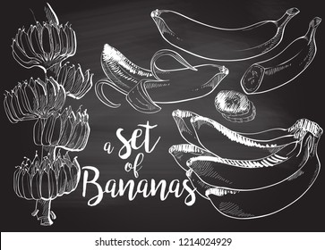 Ripe cluster banana peeled slices isolated on white background. Banana tree with growing bunch, vector chalk drawing on the blackboard illustration set