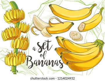 Ripe cluster banana peeled slices isolated on white background. Banana tree with growing bunch, vector watercolor illustration set