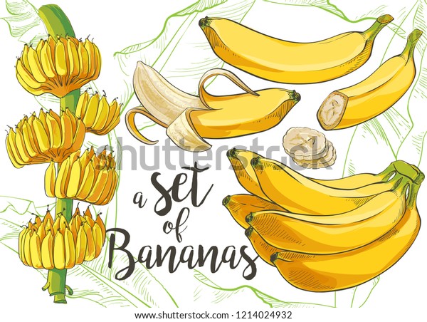 白い背景に熟したクラスターバナナの皮を剥いたスライス バナナの木と育つ束 ベクター水彩イラストセット のベクター画像素材 ロイヤリティフリー