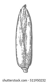 Ripe cob of corn closed leaves. Vector vintage engraving illustration. Isolated on white background.