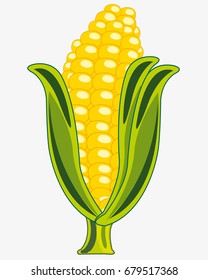 Ripe cob of the corn on white background is insulated
