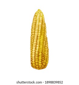 Ripe cob of corn peeled from the leaves. Vector color vintage hatching illustration isolated on a white background.