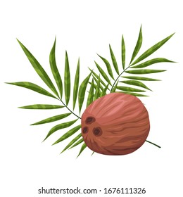 Ripe coconut. Tropical fruit. Nut from the jungle. Open coconut with white juicy pulp. Closed whole coconut. Leaf of a palm tree. Isolated illustration