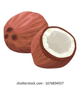 Ripe coconut. Tropical fruit. Nut from the jungle. Open coconut with white juicy pulp. Closed whole coconut. Isolated illustration