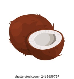 Ripe coconuts and half coconut on white. Coconut drupe with half section. Vector illustration in flat style