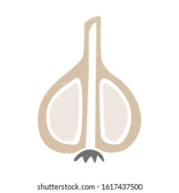 Ripe colored garlic slice isolated on transparent background. Colorful pictogram original design. Can be used for infographics, identity or decoration. Vector hand drawn illustration