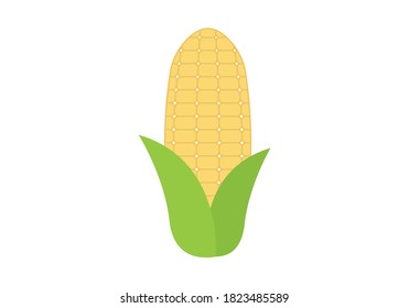 Ripe corn cob on white background.
