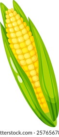 Ripe corn cob, partially covered by vibrant green leaves, reveals a close up view of plump kernels, highlighting the freshness and natural beauty of the maize