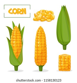 Ripe corn cobs