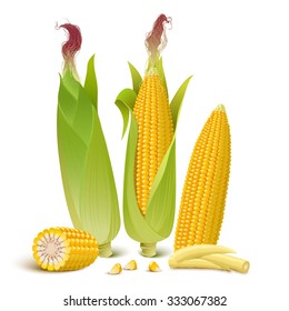 Ripe corn cobs, baby corn, corn seeds and cut corn. Isolated on white.