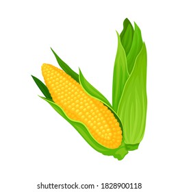 Ripe Corn Cobs with Green Leaves as Peruvian Agricultural Crop Vector Illustration