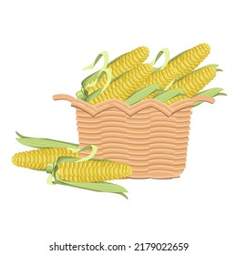 Ripe corn cobs in a wicker basket, isolated on a white background.Vector composition.