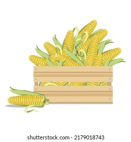 Ripe corn cobs in a wooden box, isolated on a white background.Vector composition.