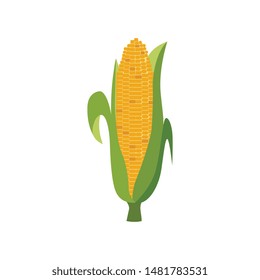 Ripe corn ear with green leaves in flat style - vector illustration of whole raw golden yellow corncob isolated on white background. Cereal crop for healthy organic food concept.