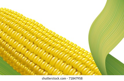 Ripe corn. Fragment. Vector illustration on white background.