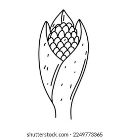 Ripe corn in hand drawn doodle style. Vector illustration isolated on white background.
