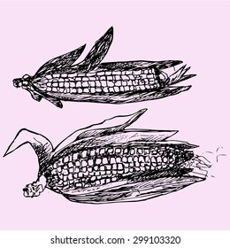 ripe corn with leaves, doodle style, sketch illustration