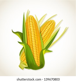 Ripe corn on the cob