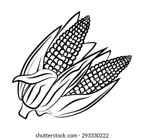 Ripe corn on the cob