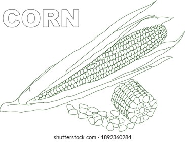 Libera maíz en la mazorca. Ilustración en blanco y negro. vector.