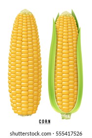 Ripe corn on the cob. design element