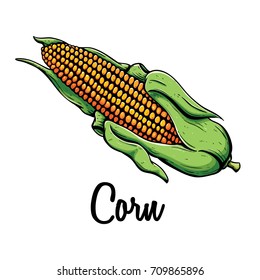 ripe corn on the cob with text or name and using coloring doodle style on white background