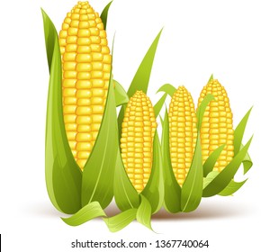 Ripe corn on the cob vector