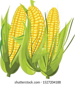 Ripe corn on the cob vector