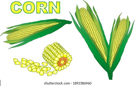 Ripe Corn On The Cob. Vector Illustration.