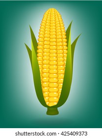 Ripe corn on the cob vector