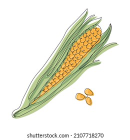 Ripe corn on the cob. Vegetables in line art isolated on white background.  Vector illustration 