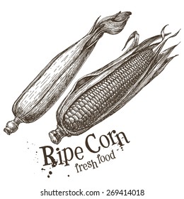 ripe corn vector logo design template. fresh vegetables, food or popcorn icon.