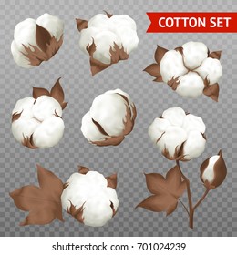 Ripe cotton boll fiber in opened seeds case realistic set plant parts isolated transparent background vector illustration  