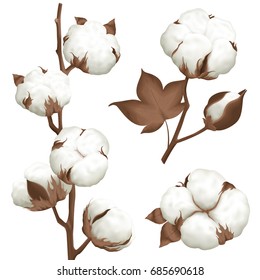 Ripe cotton boll opened seeds case realistic set of 3 plant parts isolated vector illustration   