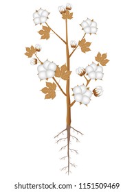 A ripe cotton plant with roots on a white background.