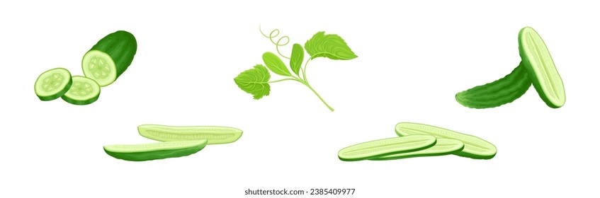 Ripe Cucumber Green Garden Vegetable Crop Vector Set