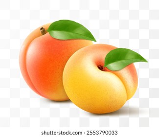 Ripe delicious apricot with leaf isolated on transparent background. Sweet fresh fruit. Realistic 3d illustration