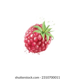 Ripe drawn raspberry on white background