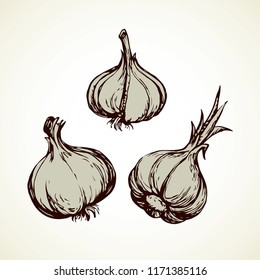 Ripe dry eco Allium sativum fruitful isolated on grey backdrop. Freehand linear black ink hand drawn picture logo sketchy in art scribble graphic style pen on paper. Closeup view with space for text