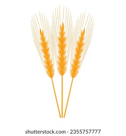 Ripe dry golden wheat ears isolated on white, vector illustration