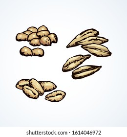 Ripe dry small spelt pearl herb group on light white paper. Color hand drawn rustic vegan raw peel shell husk nut feed logo sign icon symbol in vintage art cartoon style. Closeup macro view snack set