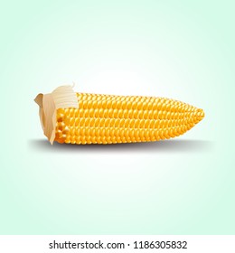 Ripe ear of corn in cartoon volumetric style isolated on white background