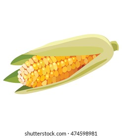 Ripe ear of corn on an isolated background. Eps 10