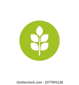 ripe ear of wheat, corn, barley or rye. White icon in green circle isolated on white. Logo for eco company, agriculture, nature firm, ecology, healthy organic and farm fresh food. Vector illustration