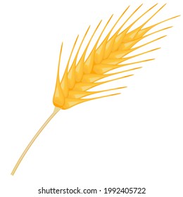 Ripe ear wheat, vector illustration EPS 10