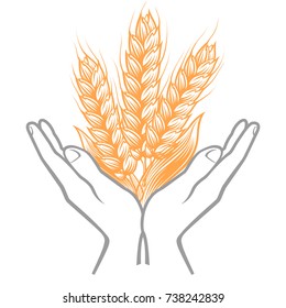 Ripe ears of wheat in open palms as harvesting icon or logo template.
