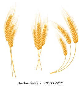 Ripe Ears wheat set. Isolated detailed template. EPS10