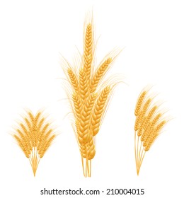Ripe Ears wheat set. Isolated detailed template. EPS10