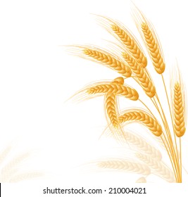 Ripe Ears wheat set. Isolated detailed template. EPS10